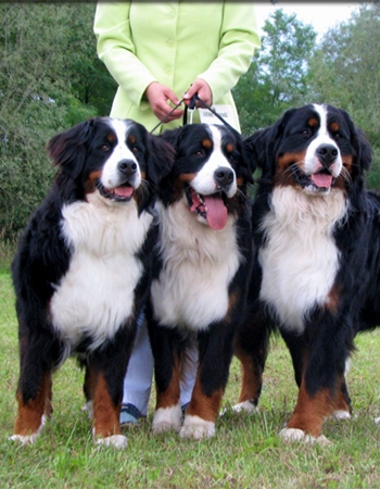  ҹ෹͡ - Bernese Mountain Dog