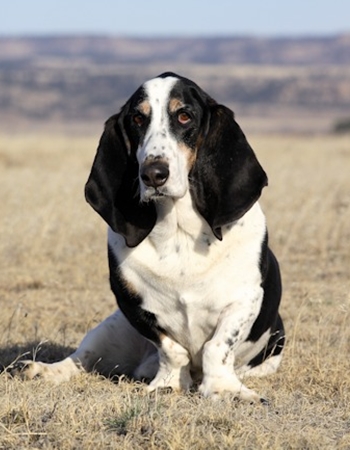  Ǵ - Basset Hound