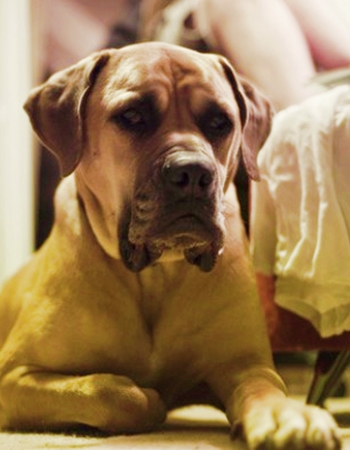 ҷ Ϳԡѹ ʷԿ () - South African Mastiff (Boerboel)