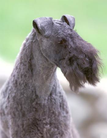    - Kerry Blue Terriers