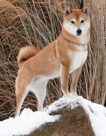 Ժ Թ - Shiba Inu