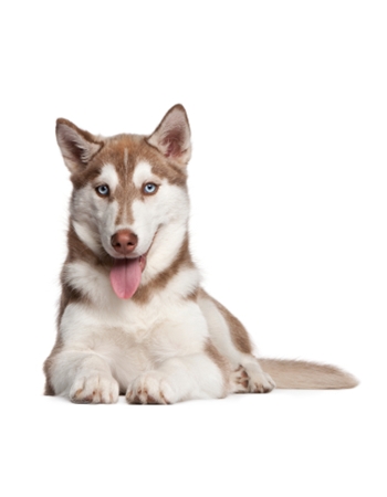 䫺¹ ʡ - Siberian Husky 