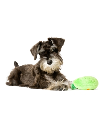  - Schnauzer