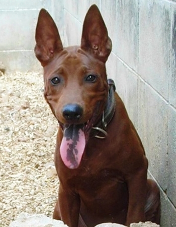 ѧҹ - Thai Ridgeback