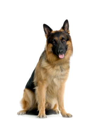 ѹિ - German Shepherd