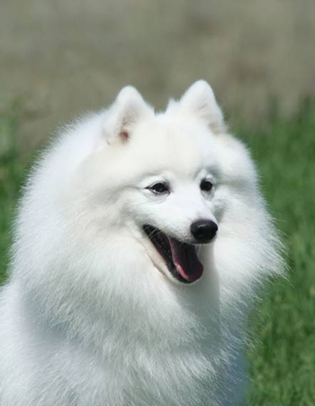 ỹ ʻԵ - Japanese Spitz