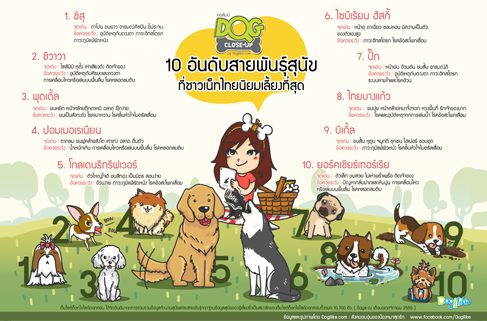 dogilke, dog close-up, , ѵᾷ, Ӷ, عѢ, ʧ, ͵, , infographic, , 10 ѹѺ¾ѹعѢ¹§ش