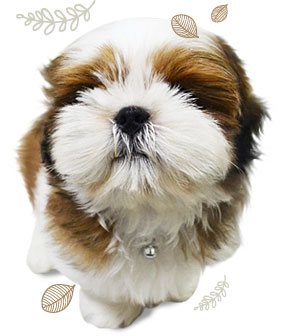 ʹ,  3 , Ǩش, dog of the week 60