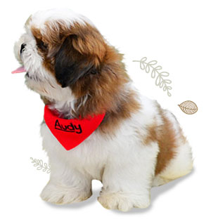 ʹ,  3 , Ǩش, dog of the week 60