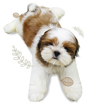 ʹ,  3 , Ǩش, dog of the week 60