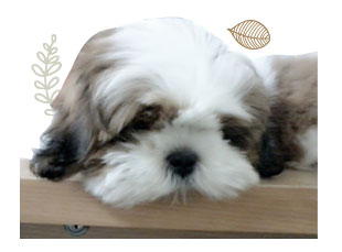 ʹ,  3 , Ǩش, dog of the week 60