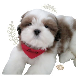 ʹ,  3 , Ǩش, dog of the week 60