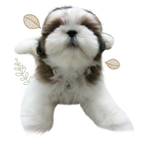 ʹ,  3 , Ǩش, dog of the week 60