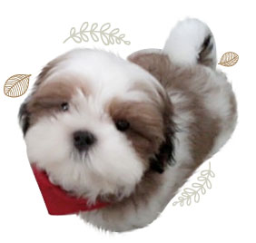 ʹ,  3 , Ǩش, dog of the week 60