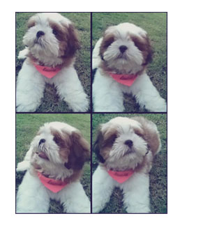 ʹ,  3 , Ǩش, dog of the week 60