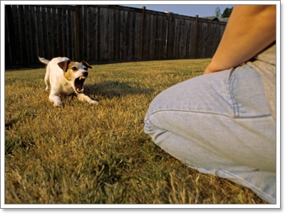 Dogilike.com :: ѭعѢẺԴ 觡еعѢ觢 !!