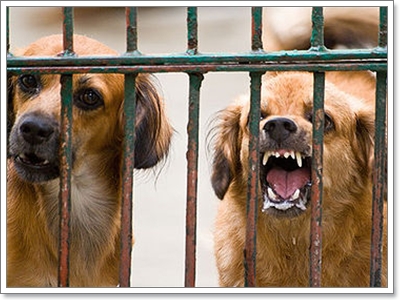 Dogilike.com :: ѭعѢẺԴ 觡еعѢ觢 !!