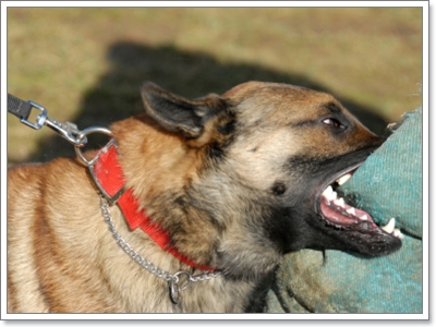 Dogilike.com :: ѭعѢẺԴ 觡еعѢ觢 !!
