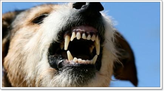 แก้ปัญหาสุนัขดุแบบผิดๆ ยิ่งกระตุ้นให้สุนัขดุยิ่งขึ้น !! | Dogilike.Com