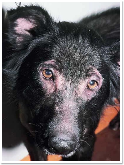 Dogilike.com :: عѢٵþɷѧç㹻չ!!!