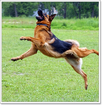 Dogilike.com :: عѢٵþɷѧç㹻չ!!!