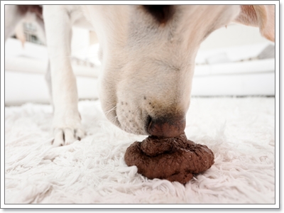 Dogilike.com :: عѢٵþɷѧç㹻չ!!!