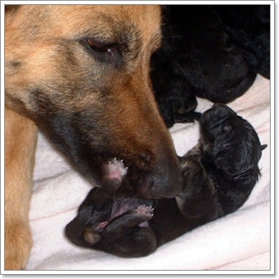 Dogilike.com :: ดูแลแม่หมาและลูกหมาหลังคลอด ยังไงให้ปลอดภัย?
