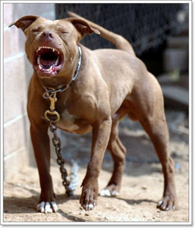 สิ่งที่ผู้เลี้ยงควรรู้ก่อนตัดสินใจเลี้ยงสุนัขสายพันธุ์ดุ!!! | Dogilike.Com