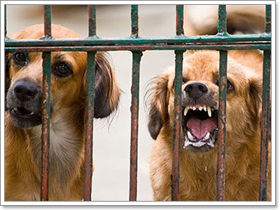 Dogilike.com :: เลี้ยงสุนัขผิดๆ มีสิทธิ์ทำให้สุนัข ดุ ได้โดยไม่รู้ตัว!!