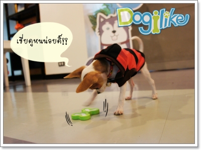 Dogilike.com :: REVIEW : ͧҧٻд١鹷