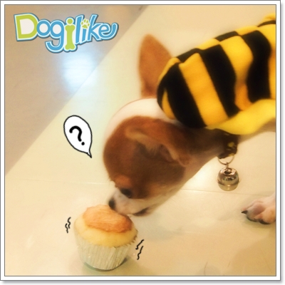 Dogilike.com :: REVIEW : Ѿ شѺͧ