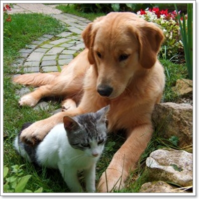 Dogilike.com :: ฝึกน้องหมายังไงให้อยู่กับน้องแมวได้