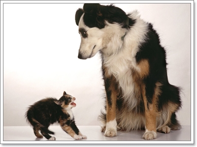 Dogilike.com :: ฝึกน้องหมายังไงให้อยู่กับน้องแมวได้