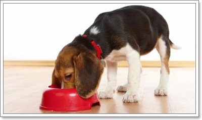 Dogilike.com :: ѧ عѢԹèҡ š˹