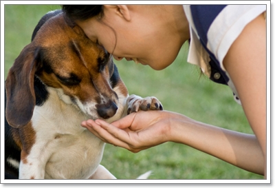 Dogilike.com :: ѧ عѢԹèҡ š˹