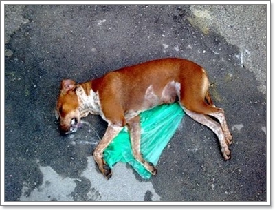Dogilike.com :: ѧ عѢԹèҡ š˹