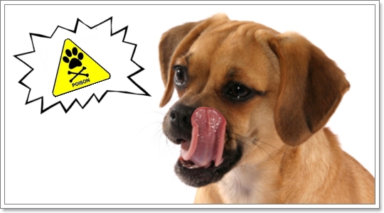 Dogilike.com :: ѧ عѢԹèҡ š˹