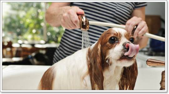 การอาบน้ำสุนัขพันธุ์เล็กอย่างถูกวิธี | Dogilike.com