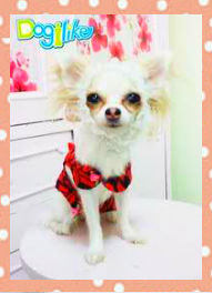 Dogilike.com :: ˹ٹ  ᴧ..