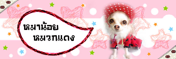 Dogilike.com :: ทำหมวกสุนัขกัน!!