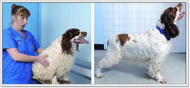 Dogilike.com :: น้องหมานักไดเอท ลดน้ำหนักได้เกือบ 10 โล !! Dogilike.com :: น้องหมานักไดเอท ลดน้ำหนักได้เกือบ 10 โล !!