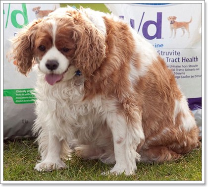 Dogilike.com :: น้องหมานักไดเอท ลดน้ำหนักได้เกือบ 10 โล !! Dogilike.com :: น้องหมานักไดเอท ลดน้ำหนักได้เกือบ 10 โล !!