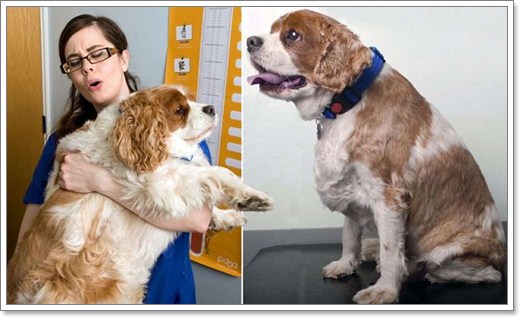 Dogilike.com :: น้องหมานักไดเอท ลดน้ำหนักได้เกือบ 10 โล !! Dogilike.com :: น้องหมานักไดเอท ลดน้ำหนักได้เกือบ 10 โล !!