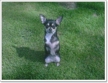 Dogilike.com :: ͻ   2 ͧҢҾԡ