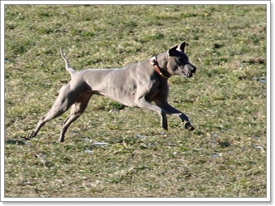 Dogilike.com :: ѧҹ شʹعѢ¾ѹҡԴѹѺš