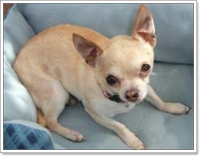 Dogilike.com :: .عѢ 30  ѧҢͧ§