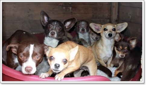Dogilike.com :: .عѢ 30  ѧҢͧ§