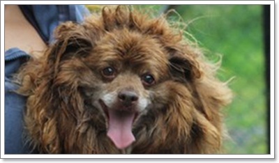 Dogilike.com :: .عѢ 30  ѧҢͧ§