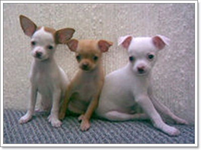 Dogilike.com :: .عѢ 30  ѧҢͧ§