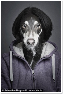 Dogilike.com :: ѡ! ҧҾԵ˹عѢѺҢͧ